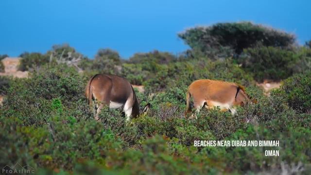 Необыкновенный Оман смотреть онлайн