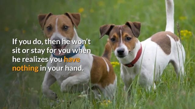 How to Train a Jack Russell puppy? Complete Step by Step Guide смотреть онлайн