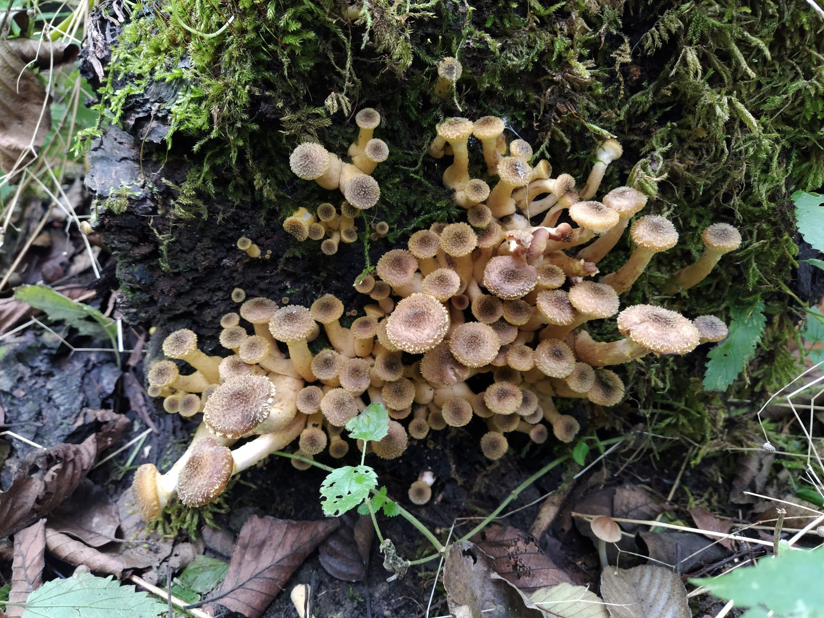 ОПЯТА - МАЛЫШИ лезут! Скоро урожай! По грибы 28 сентября 2022 года. смотреть онлайн