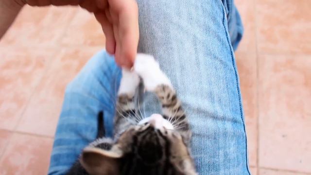 Funny kittens playing and doing cat stuff смотреть онлайн