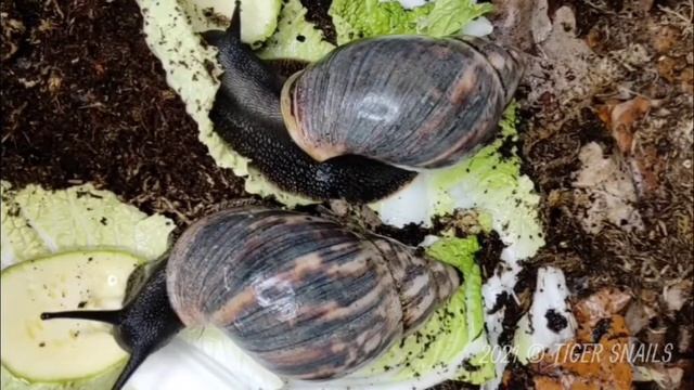 Архахатина маргината маргината. Самые черные улитки. смотреть онлайн