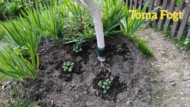 Последний день весны на Даче в Германии! 31мая 2023 смотреть онлайн