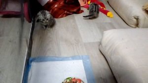 котятам 1 месяц чем кормить ？вискас от 1 месяца