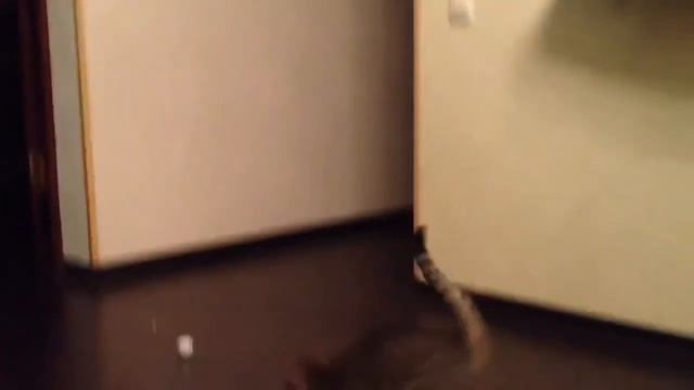 crazy parkour cat 2 смотреть онлайн