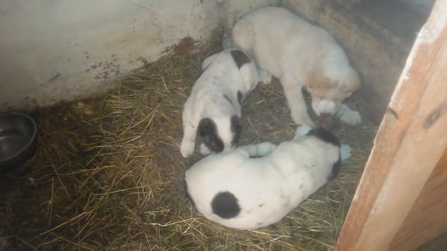 Бугай Алабай. Кость против игрушек. смотреть онлайн