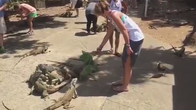 Вот почему надо быть внимательной когда кормишь ящеров смотреть онлайн