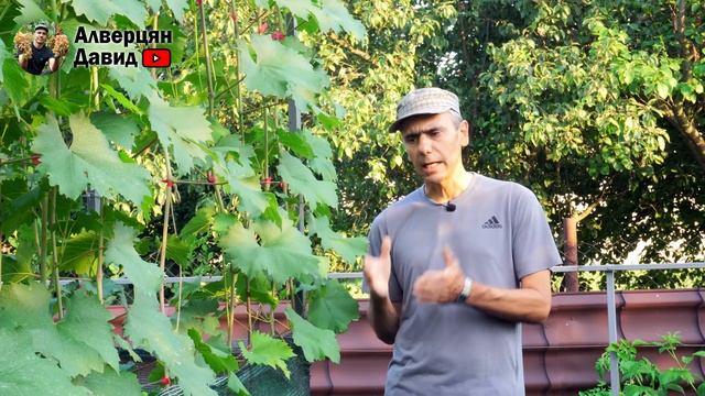 Как правильно поливать виноград? От А до Я смотреть онлайн