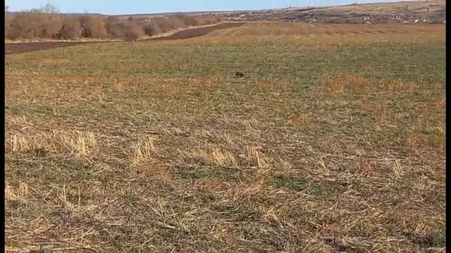 Волок зайца Рем.