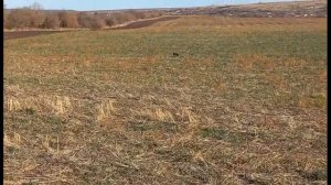 Волок зайца Рем.