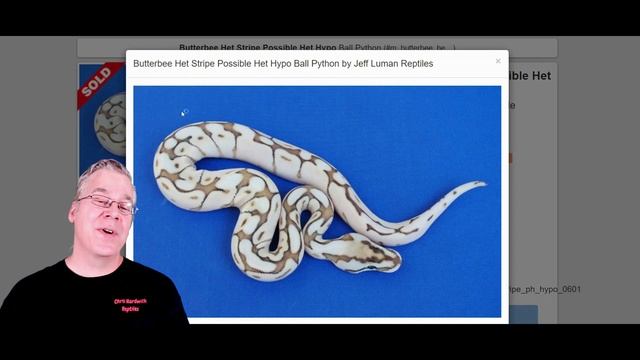 The 'Butter' vs the 'Lesser' Ball Python (Are They the Same?) смотреть онлайн