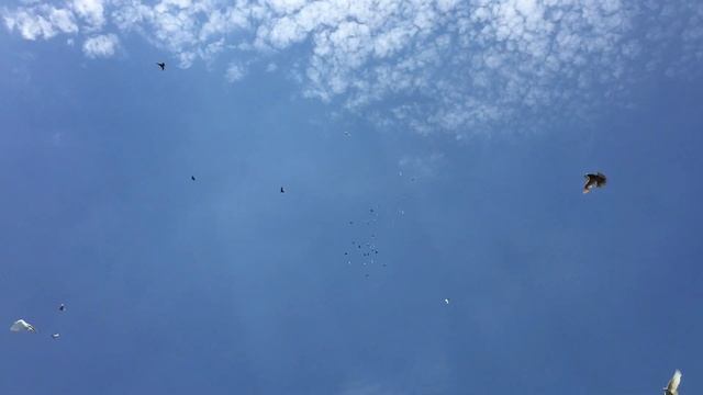 Отличие трихинеллеза от сальмонеллеза