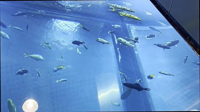 💯 ЛИТВА НЕ ПЕРЕСТАЁТ УДИВЛЯТЬ 🔝 САМЫЙ ВЫСОКИЙ АКВАРИУМ В ПРИБАЛТИКЕ 🐠 смотреть онлайн