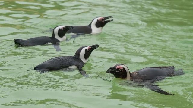 Почему пингвины не мерзнут? смотреть онлайн