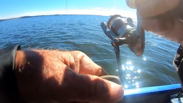 Using 1" Gulp Alive Minnow For White Perch смотреть онлайн