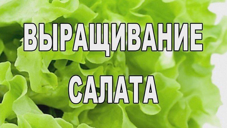САЛАТ. Агрохолдинг для ЧАЙНИКОВ. смотреть онлайн