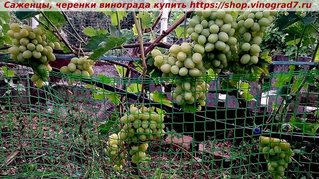 Парад сортов на 27.07.24 года - виноград Сенатор. Купить черенки, саженцы https://shop.vinograd7.ru смотреть онлайн