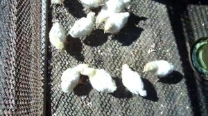 К чему снятся маленькие цыплята женщине?