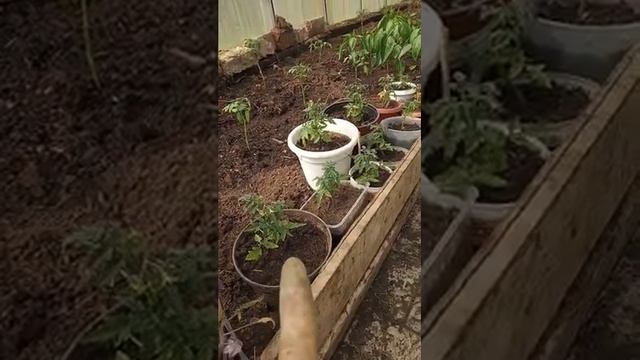 Работа в теплице. Томаты. Огурцы. Перцы. Баклажаны