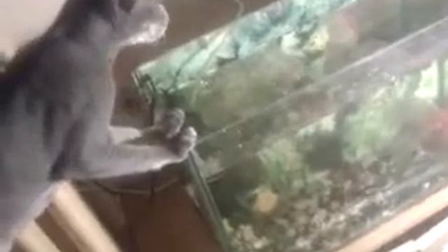 Сфинкс пьет из аквариума смотреть онлайн