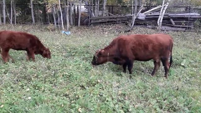 Калмыцкая порода корова и телочка 5 месяцев смотреть онлайн
