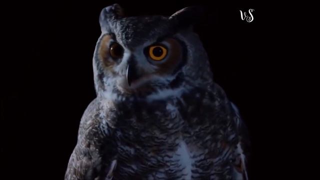 Мастерство в Творчестве