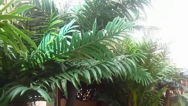 VLOG ♥ Владивосток, Шамора, море. смотреть онлайн