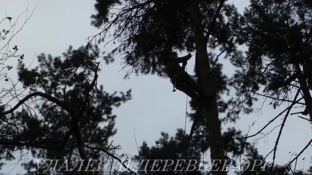 Спил верхушки сосны. Подъем на веревочных петлях. Одинцовский район Московской области. смотреть онлайн