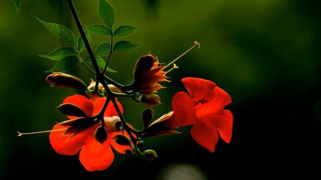 Campsis Flower (HD1080p) смотреть онлайн