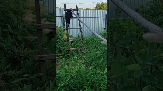 Рыжий котенок учит братьев ходить по канату ? kittens смотреть онлайн