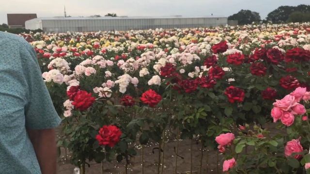 Lottum смотреть онлайн