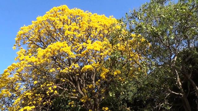 IPÊ-AMARELO, IPÊ-FLORIDO (TABEBUIA CHRYSOTRICHA), IPÊ-TABACO, ESTAÇÃO DAS FLORES, Beleza Natural.