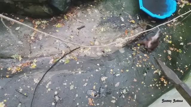 Калининградский зоопарк. выдра Кариба смотреть онлайн