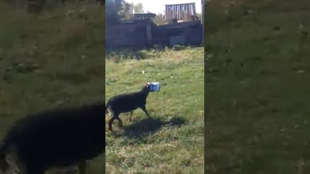 овца с банкой смотреть онлайн