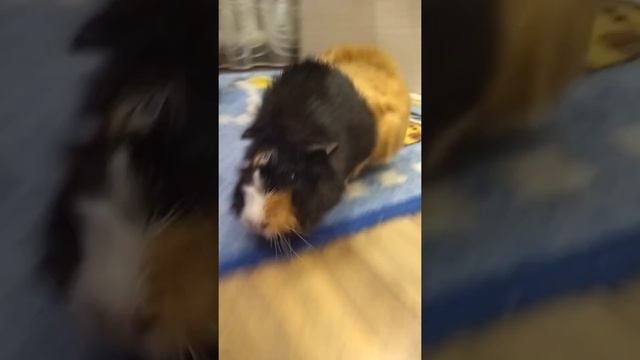 морская свинка беременная ? смотреть онлайн