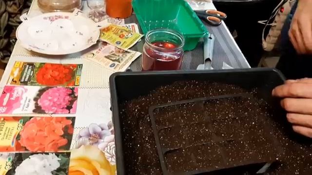Сею Пеларгонию и выращиваю Только так результат 100% всхожесть из семян смотреть онлайн