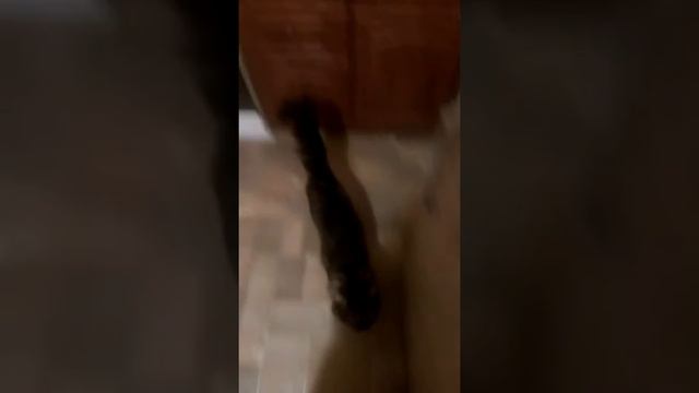Любовь кота Баси безгранична💖 смотреть онлайн