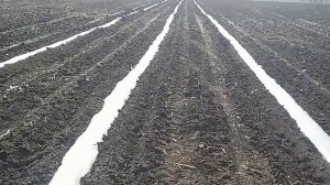 Выращивание арбузов.Начало арбузного сезона.Укладываем  каплю под пленку .Начинаем высадку рассады.