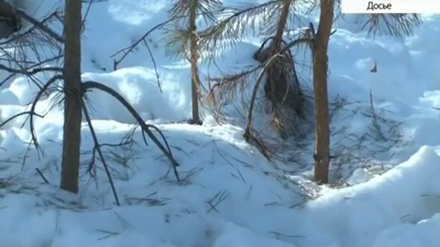 Охоту на снегоходах предлагают запретить смотреть онлайн