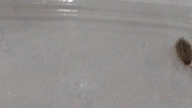 Обзор и содержание мокрицы oniscus asellus. смотреть онлайн