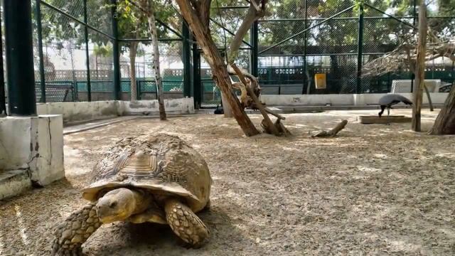 Visiting Dubai Zoo, Zoo in Dubai, United Arab Emirates смотреть онлайн