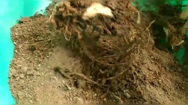 Alpinia zerumbet plant care смотреть онлайн