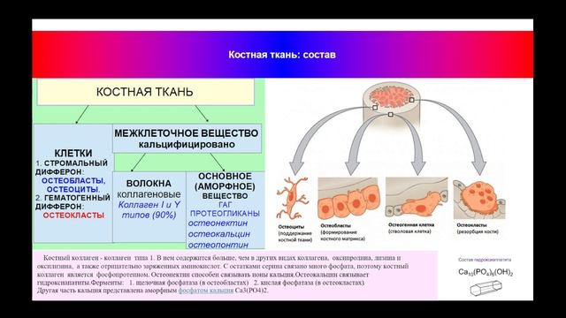 15.40 Хрящевая и костная ткани смотреть онлайн