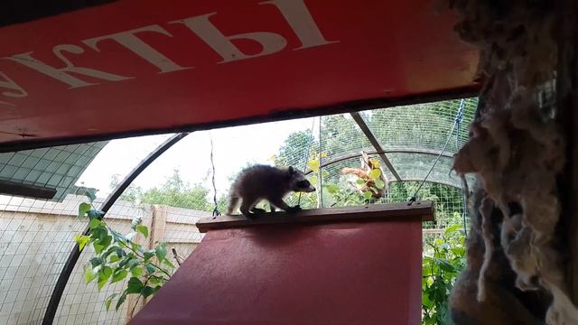 18.06.22. мелкие еноты. они действительно "мимимимими"! смотреть онлайн