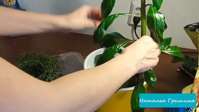 Аквариумная лобелия раскурочила тепличку / Каким альгицидом я пользуюсь смотреть онлайн