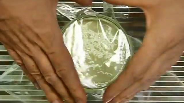 Kefir Ganz Einfach Selbst Herstellen: Die Kefir-Anleitung Für Zuhause