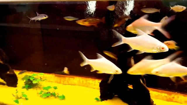 аквариумные рыбы, ZOO магазин ,( Юг Баварии)