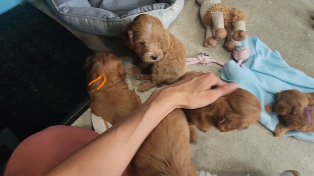 Piper & Skipper-5 weeks old смотреть онлайн