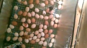 Самодельный инкубатор часть 3  Автор Игорь Курбатов