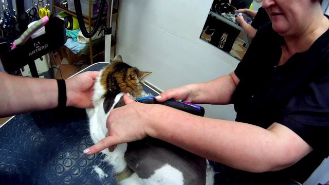 Стрижка. смотреть онлайн