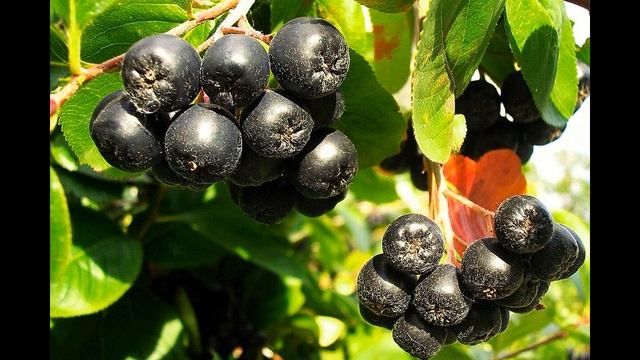 Вегетарианская Кухня